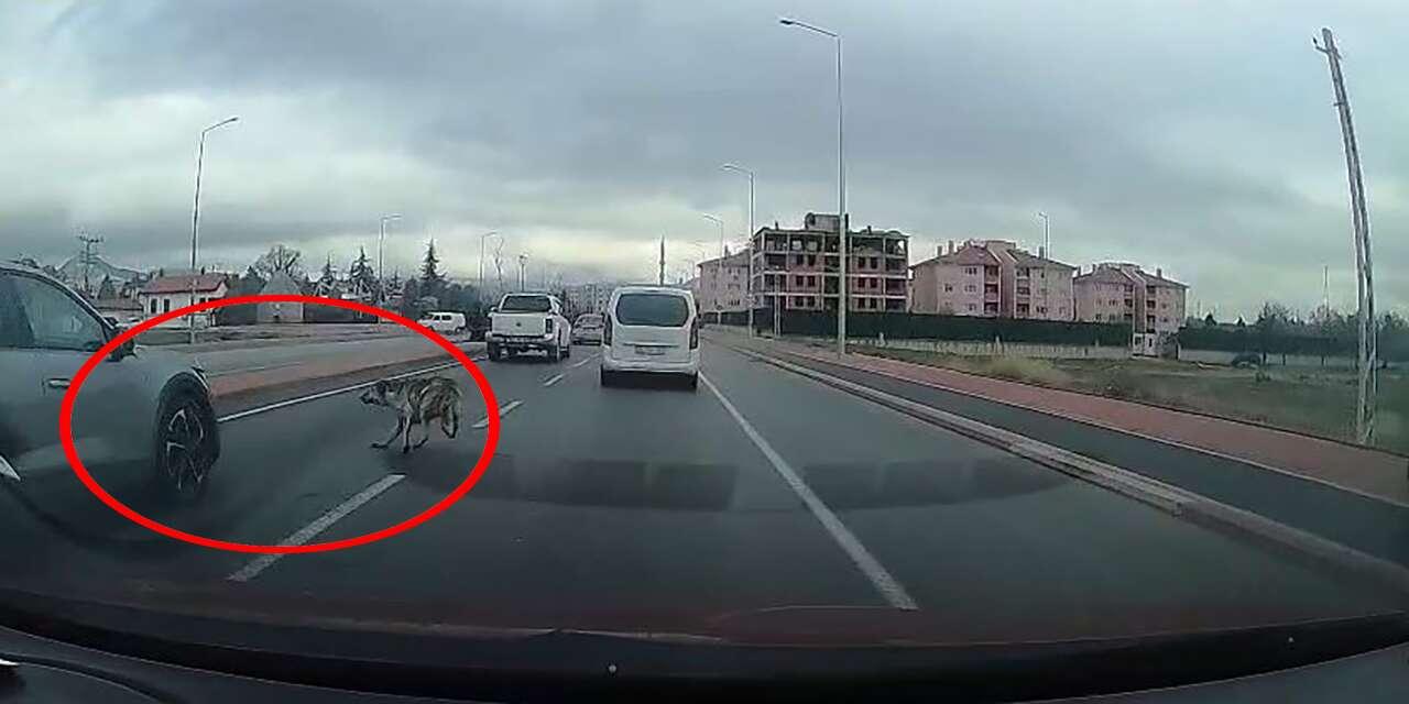 Konya’nın yoğun caddesinde köpek kazaya neden oldu