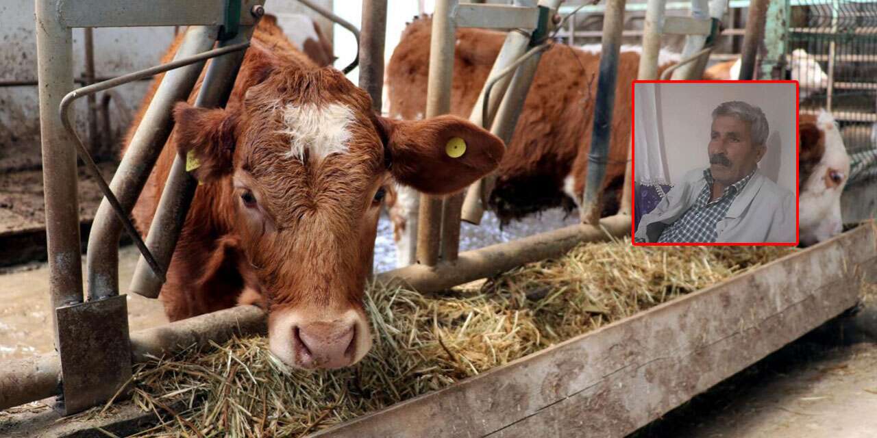 Ahırdan kaçan inek sahibini canından etti