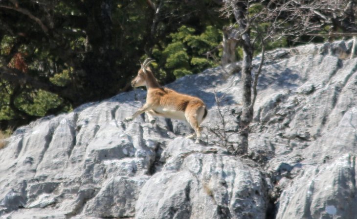 Yoğunluk azaldı, Konya yolunda yaban keçileri yol kenarına indi