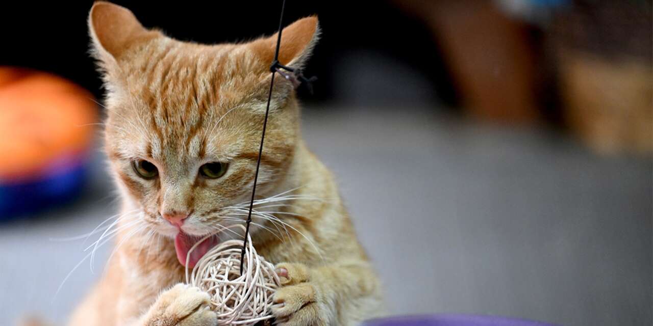 Ağır yaralı bulunan sahipsiz kedi yeniden hayata tutundu