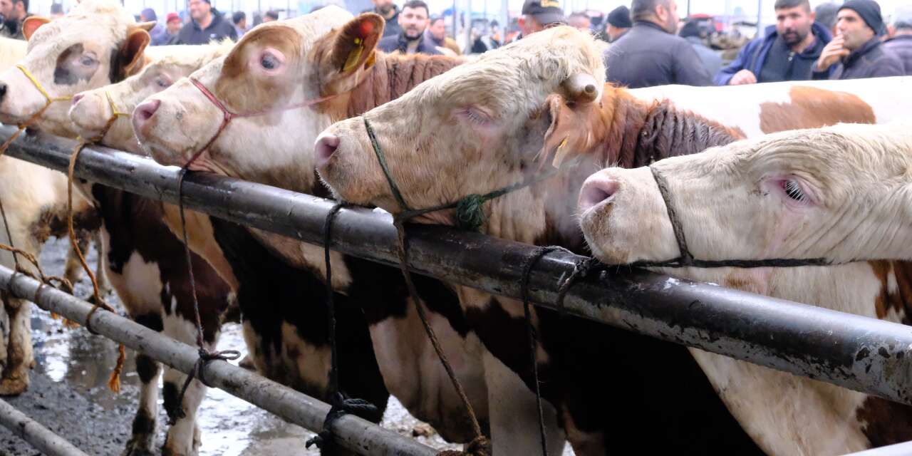 Türkiye’nin en büyük hayvan pazarında kurbanlık hareketliliği başladı