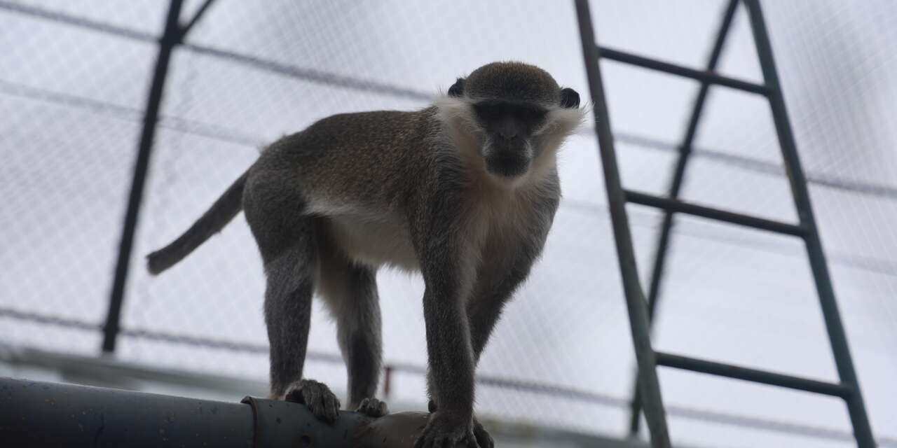 Firari örümcek maymunu Konya’ya getirildi