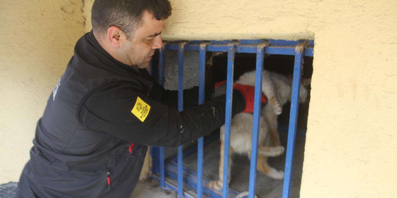 Konya’da kedi kurtarma operasyonu! Ekipler seferber oldu