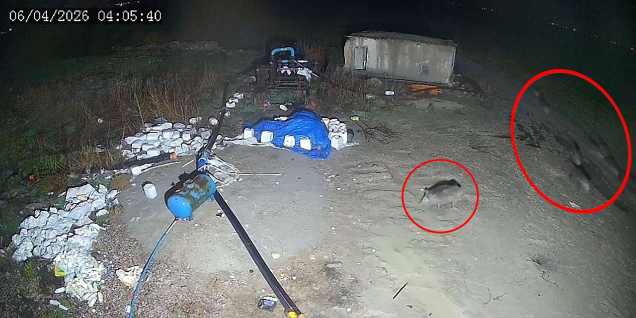 Konya’da tarım kenti ilçeyi vuran domuzlar evlerin yakınına kadar geldi