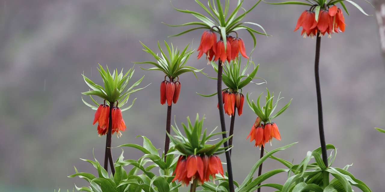 Ters laleler açtı, koparmanın cezası ise dudak uçuklattı