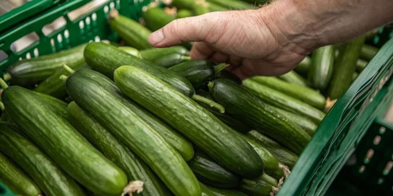 Konya’da tarlada 5 TL olan salatalık, markette 80 TL