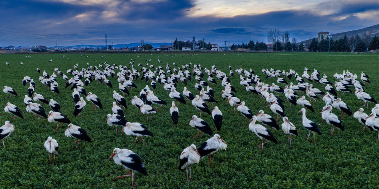 Konya semaları şenlendi! Baharın habercileri bu bölgede görsel şölen sunuyor