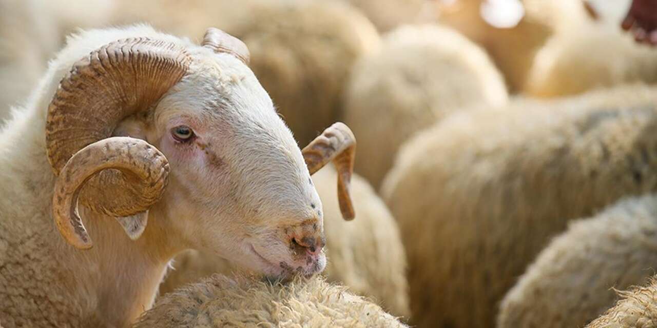 Belediye vakfında “kurbanlık” skandalı! 36 mağdur var