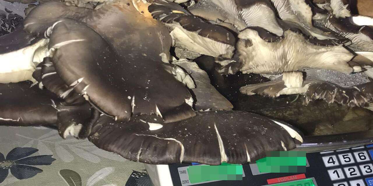 Konya’da bulundu! Gören de ağırlığını duyan da inanamıyor