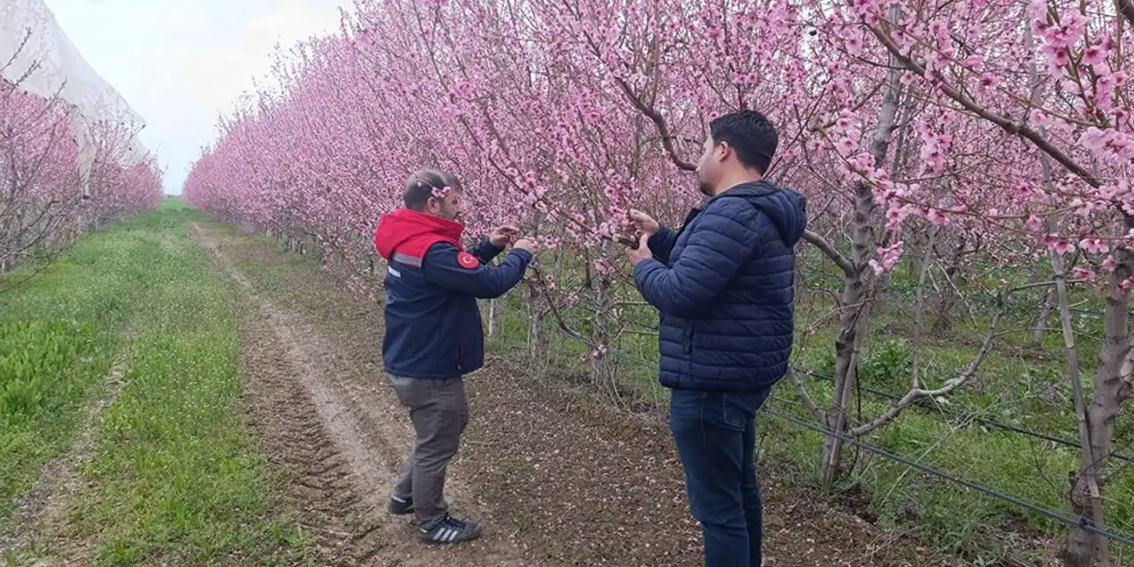 Konya’da zirai don alarmı! Bahçeler tek tek kontrol ediliyor