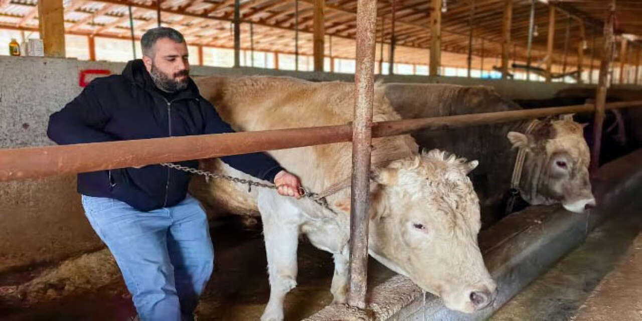 Adı Paşa, fiyatı yarım milyon! Kurbanlık boğa bu yılın gözdesi
