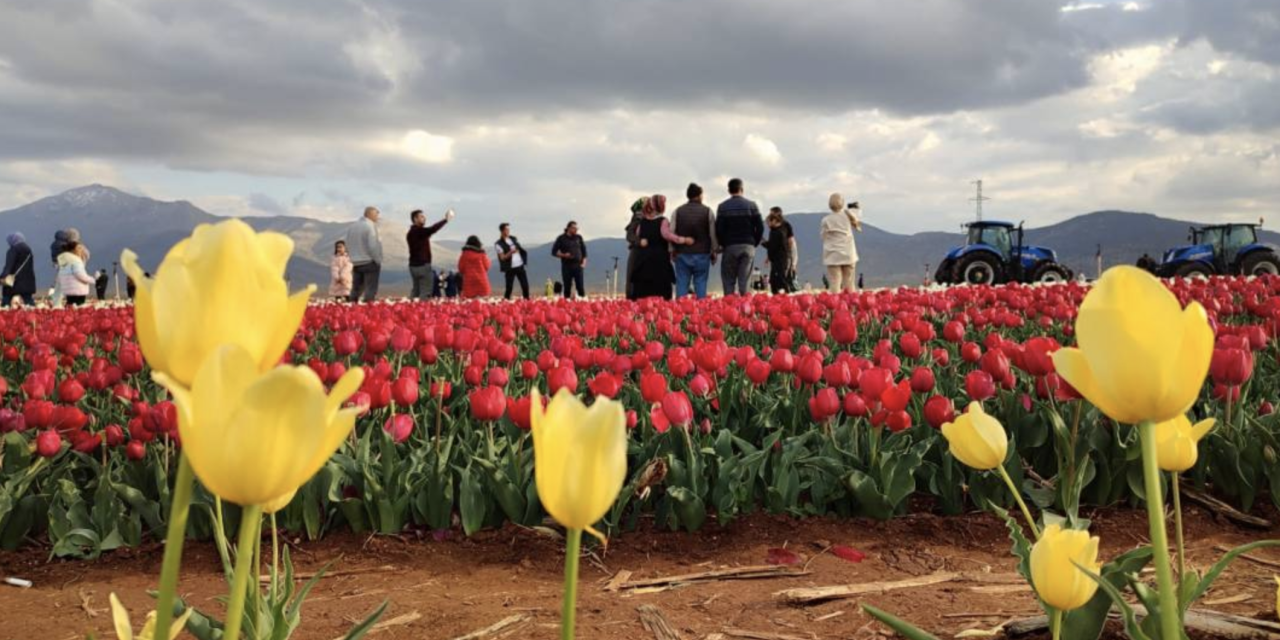 Ünlü lale bahçesi açıldı! Konya’ya çok yakın