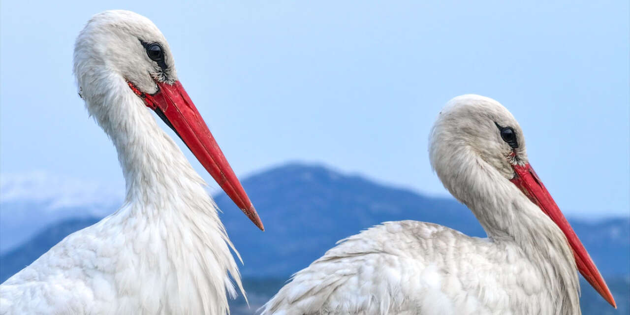 Konya’da doğanın en zarif nöbeti! Leylekler Vadisi’nde kuluçka heyecanı