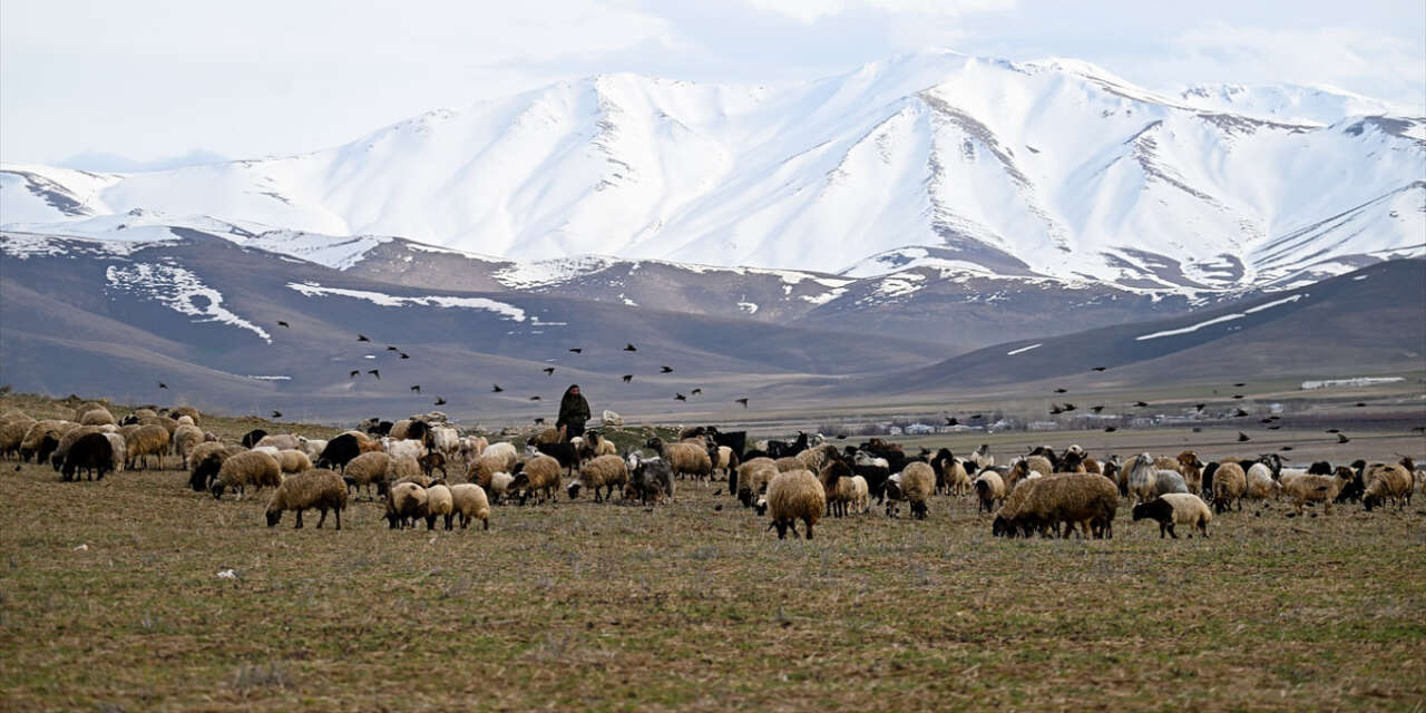 Besiciler hayvanlarını meraya çıkarmaya başladı