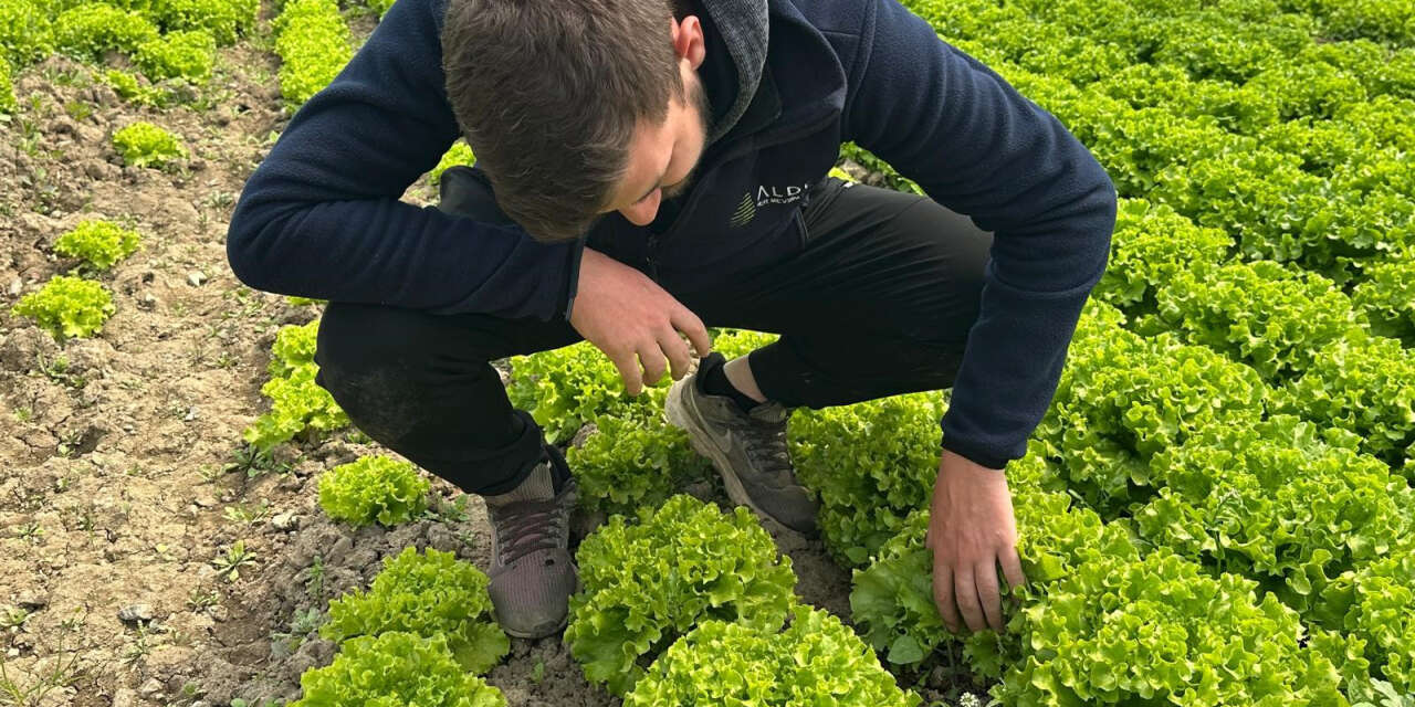 Tarlada 35 liraya yükseldi, geçen yıl ekmeyenler pişman oldu