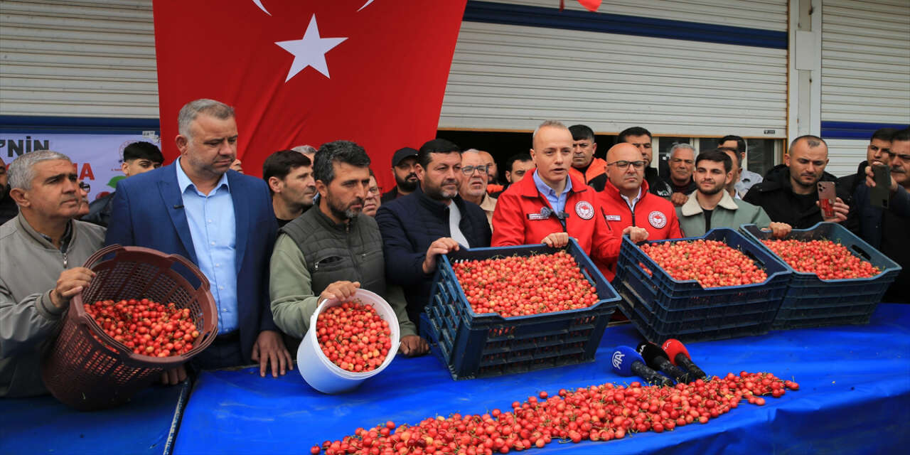 Yılın ilk kiraz hasadı yapıldı! Kilosu gram altın fiyatına satıldı