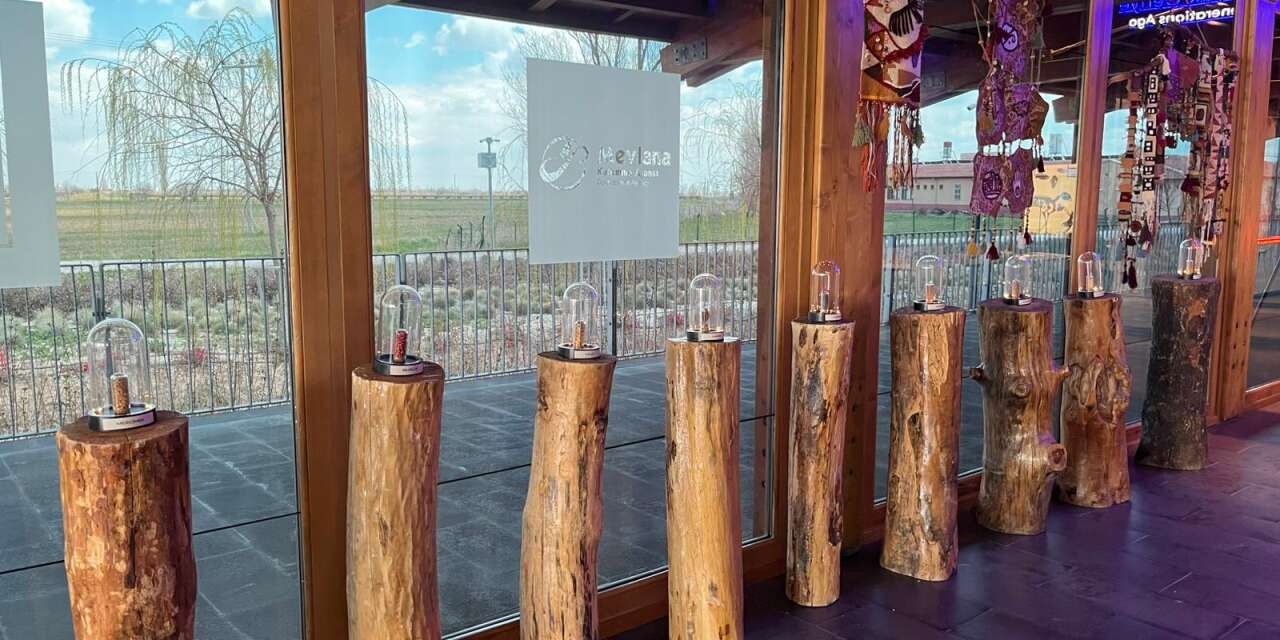 Konya’nın binlerce yıllık tohumları yeniden filizleniyor