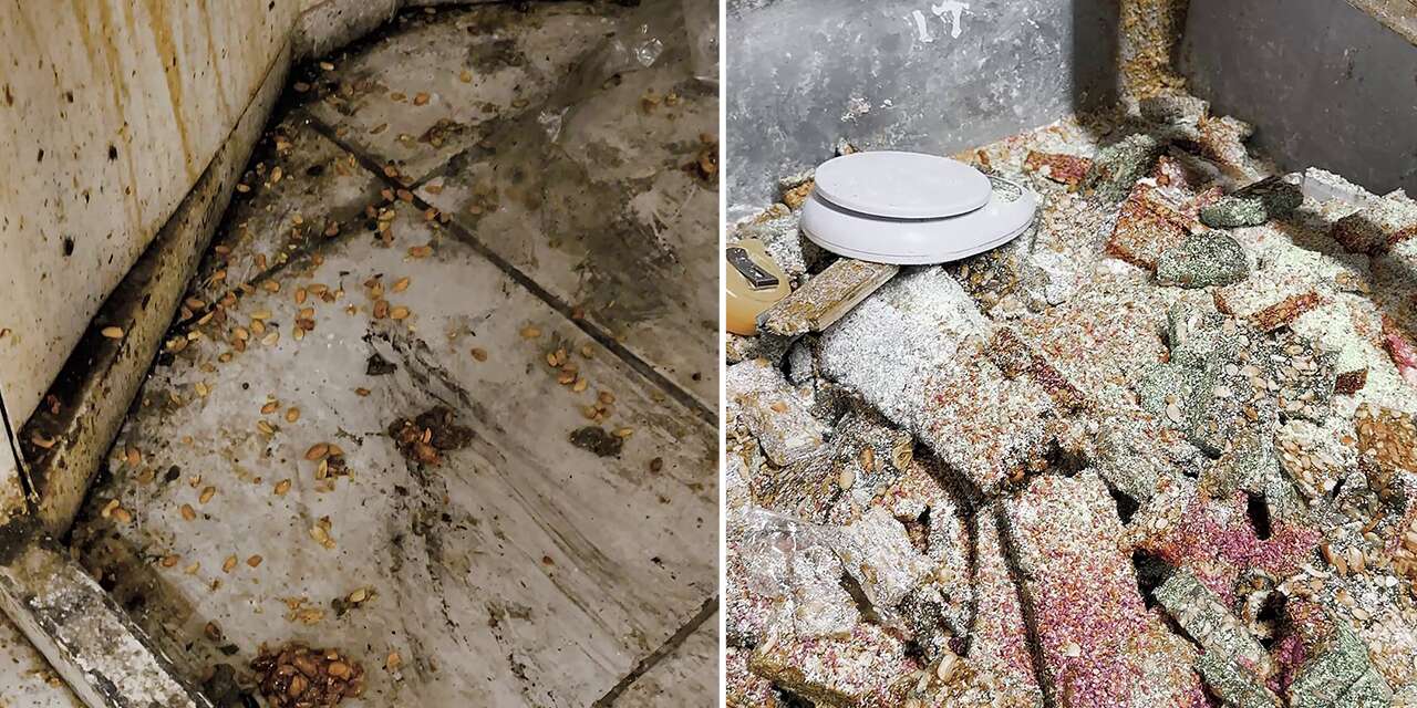 Mide bulandıran kaçak imalathaneyi gören zabıta gözlerine inanamadı