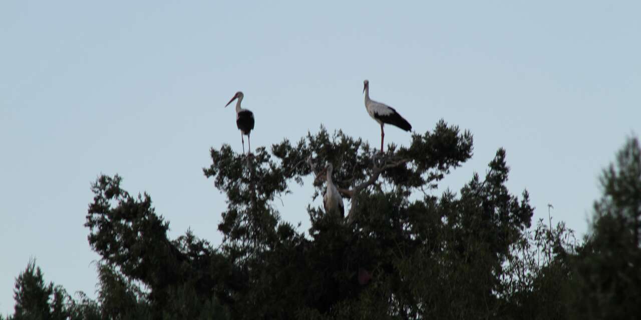Konya’da baharın gelişiyle leylek cenneti hareketlendi