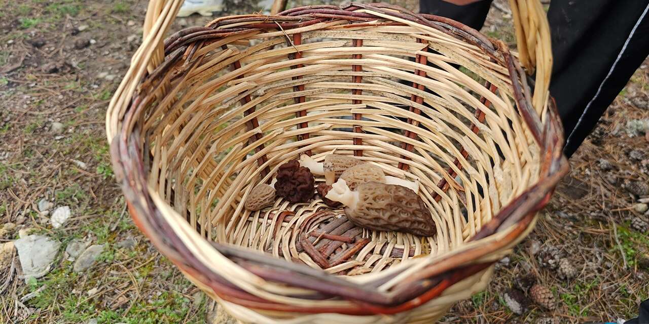 Konya’da ilçesinde daha sezon açıldı, doğaseverler toplamak için yarıştı