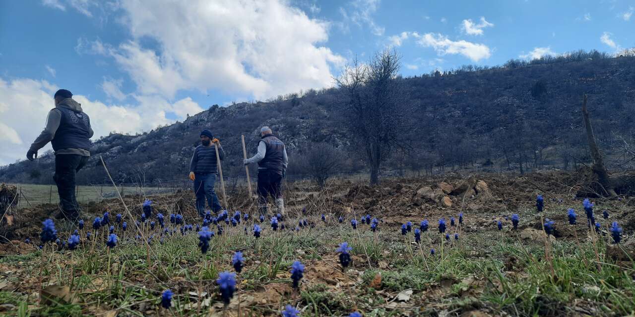 Konya’da kullanılmayan araziler ağaçlandırılmaya başlandı