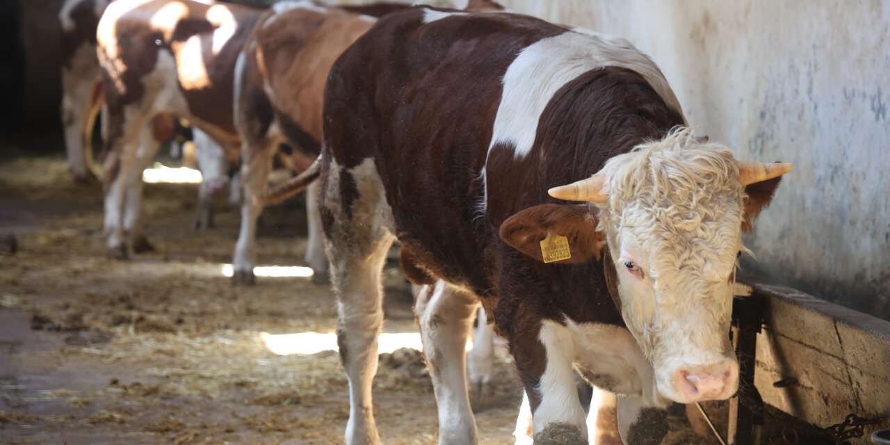 Konya’da kurbanlık fiyatları netleşmeye başladı