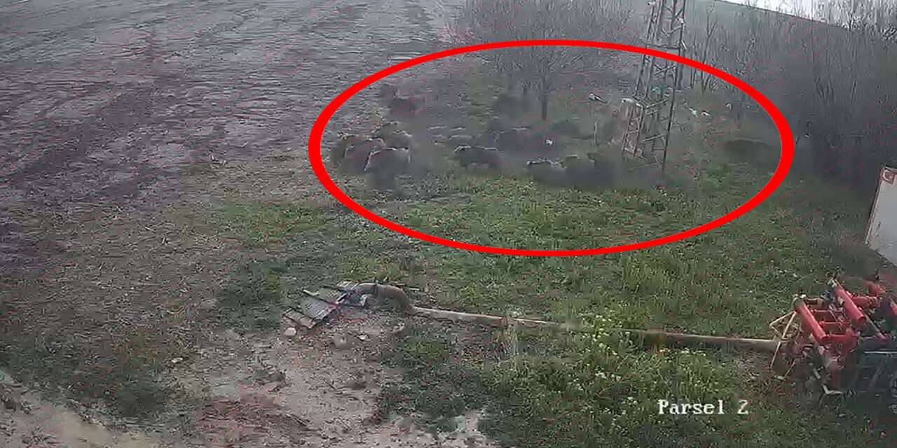 Konya’da çiftçinin derdi bitmiyor! Bu kez tarlalara domuz sürüleri dadandı