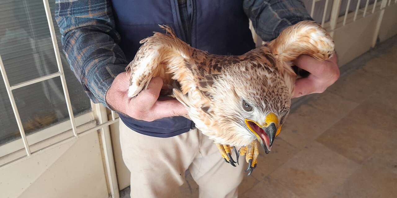 Konya’da yaralı kızıl şahin çiftçinin dikkatiyle kurtarıldı