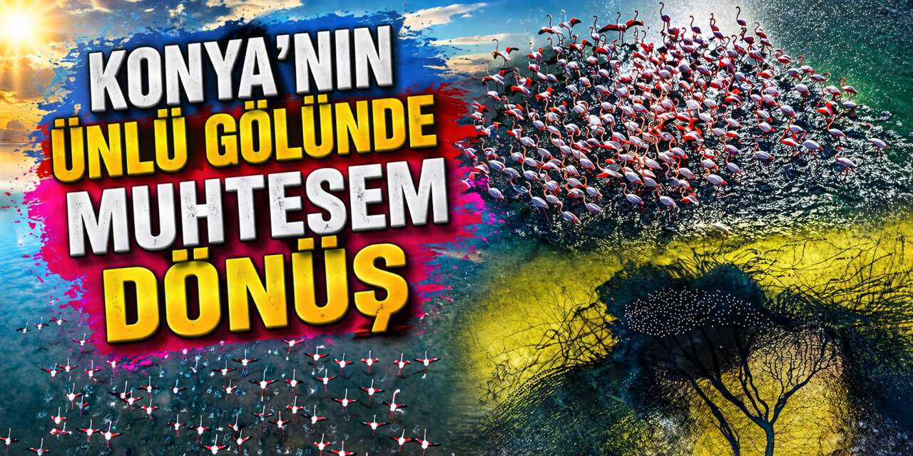 Konya’da kuruyan göl yeniden canlandı, flamingolar geri döndü