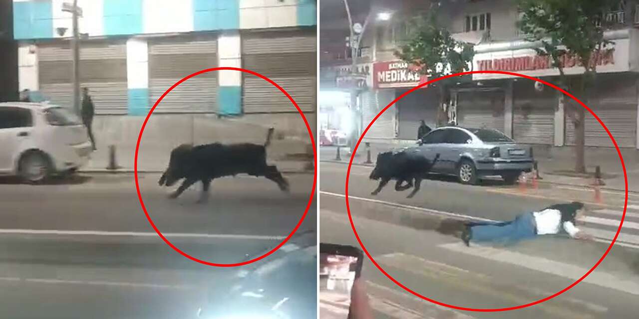 Halk diken üstünde! Şehir merkezinde 3 kişiye domuz saldırdı