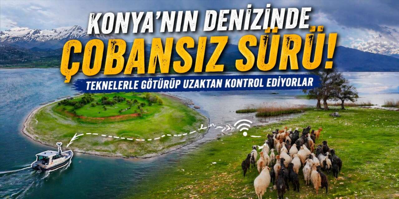 Konya’da bu sürü, adada tek başına yaşıyor