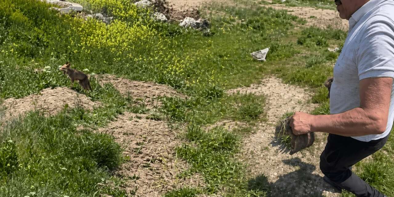 Konya’da tilki sanayi bölgesine indi! 4 de yavrusu çıktı