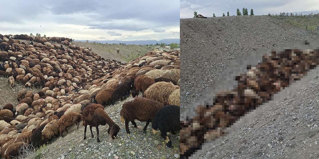 Arı saldırısı faciaya yol açtı! Bin koyun telef oldu