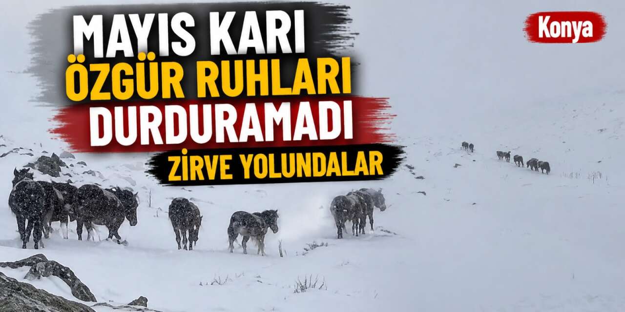 Konya’da özgürlük yürüyüşü! Yılkı atları karlı havada zirve yolunda ilerliyor