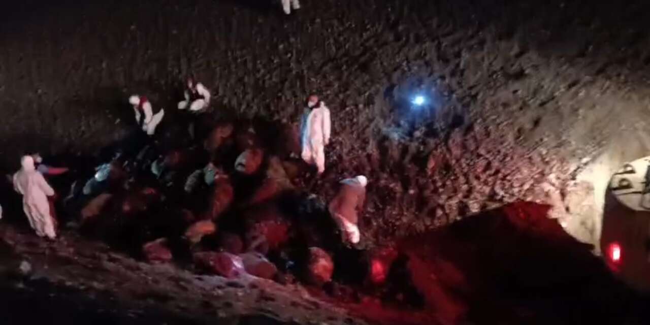 Arı saldırısı felakete dönüştü! 816 koyun telef oldu