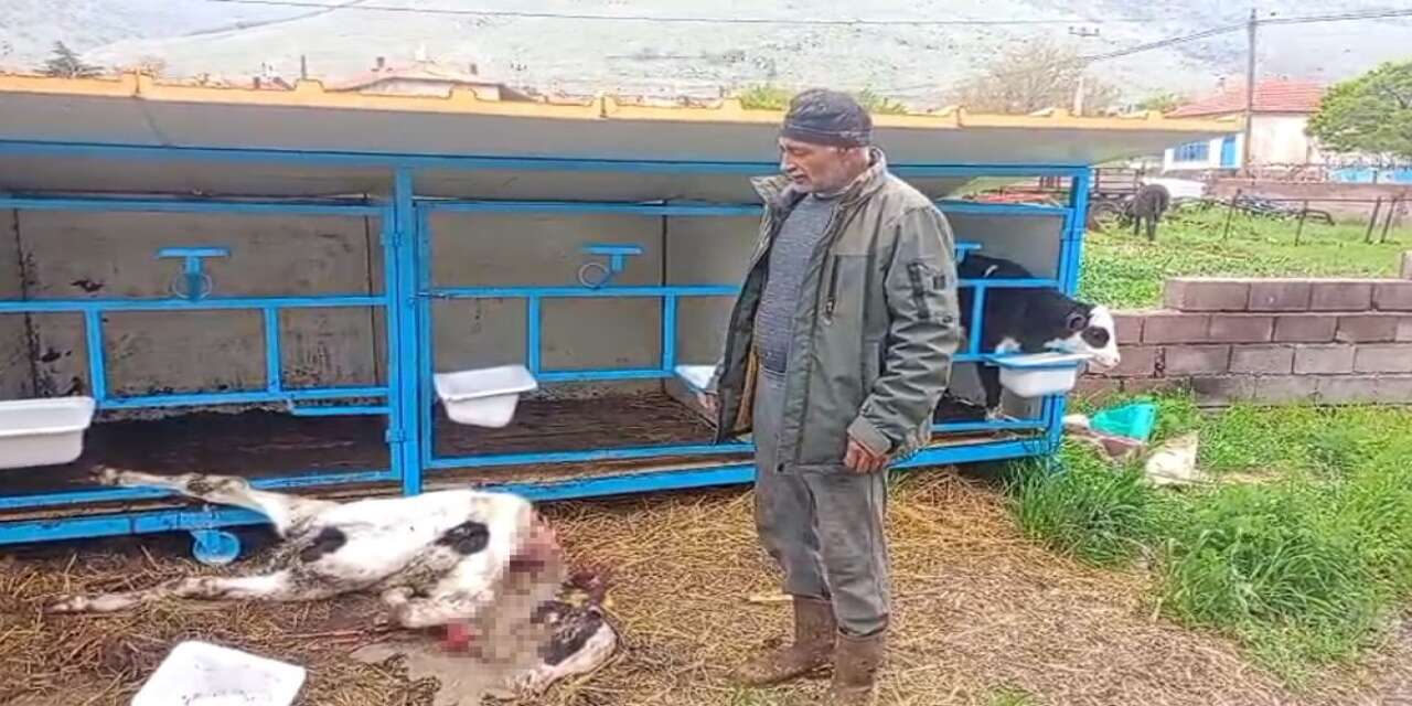 Yer Konya Karapınar! Ahıra girdiler, buzağıyı parçaladılar