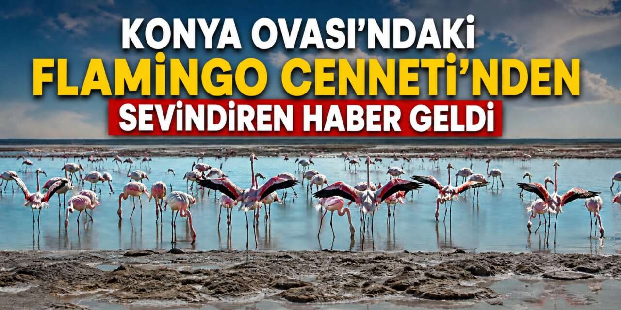 Konya Ovası'ndaki flamingo cennetinden sevindiren haber