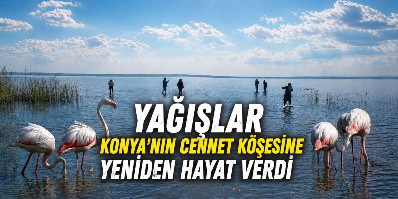 Konya’nın flamingo cenneti son yağışlarla hayat buldu
