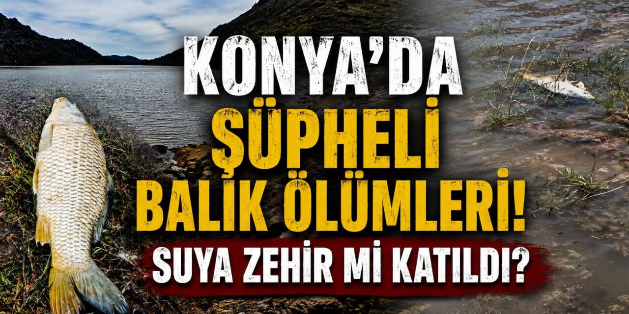 Konya’da ölü balıklar kıyıya vurdu! Vatandaşlar tedirgin