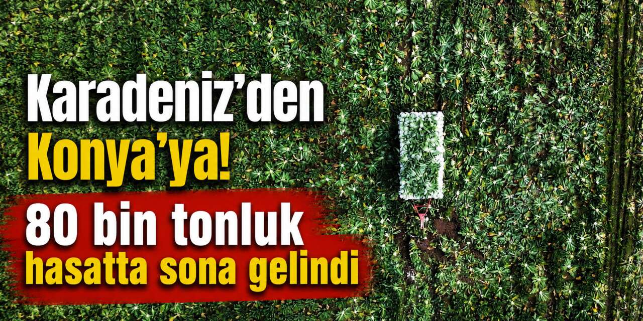 Hasatta sona gelindi, Konya pazarlarında Karadeniz hareketliliği başlıyor