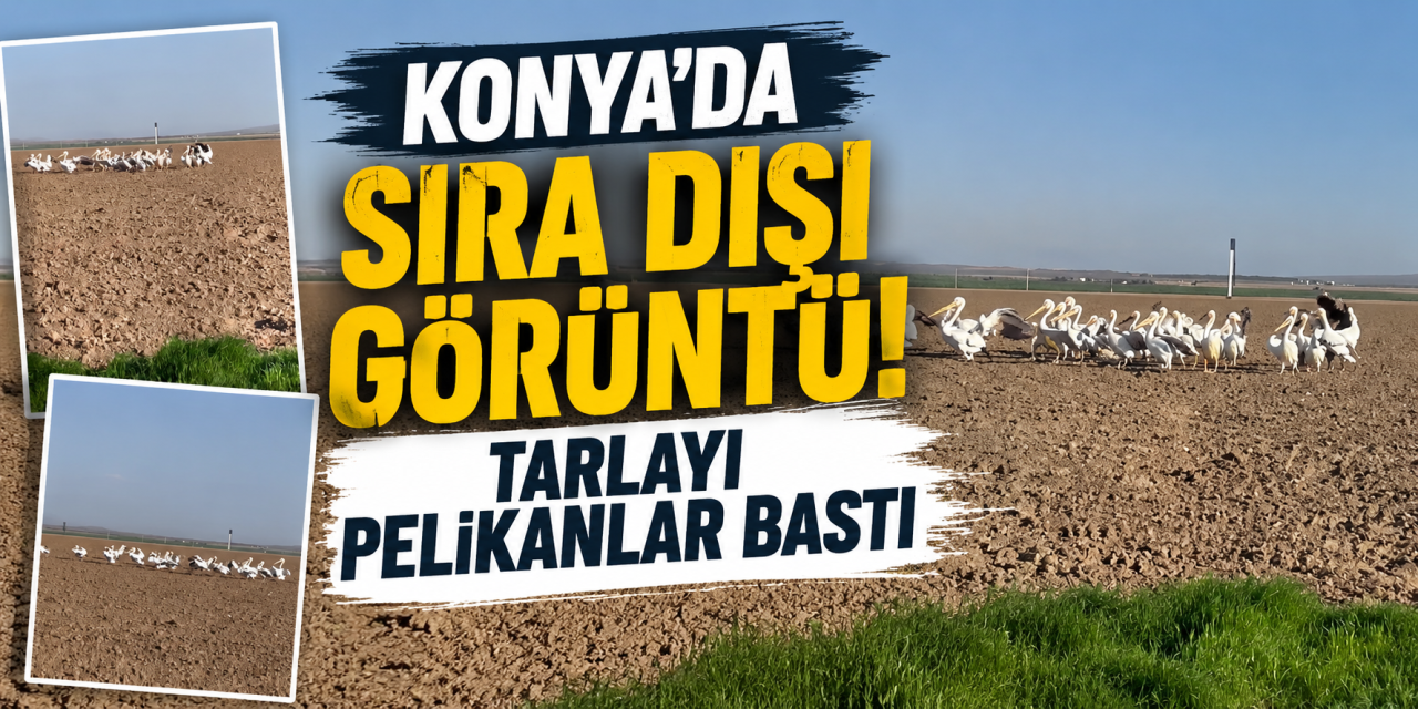 Pelikan sürüsü göç yolunda Konya'da mola verdi