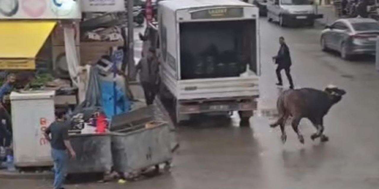 Ahırdan kaçan manda dehşet saçtı! 1 yaralı