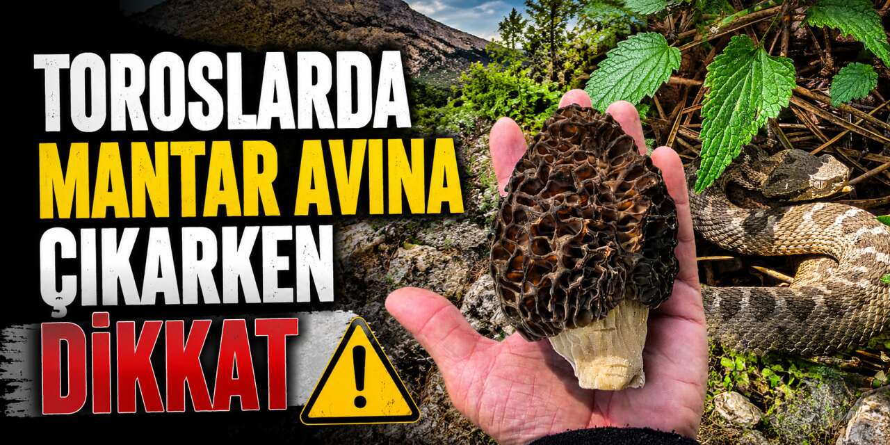 Konya’da mantar avcıları dikkat! Osmanlı engereği görüldü