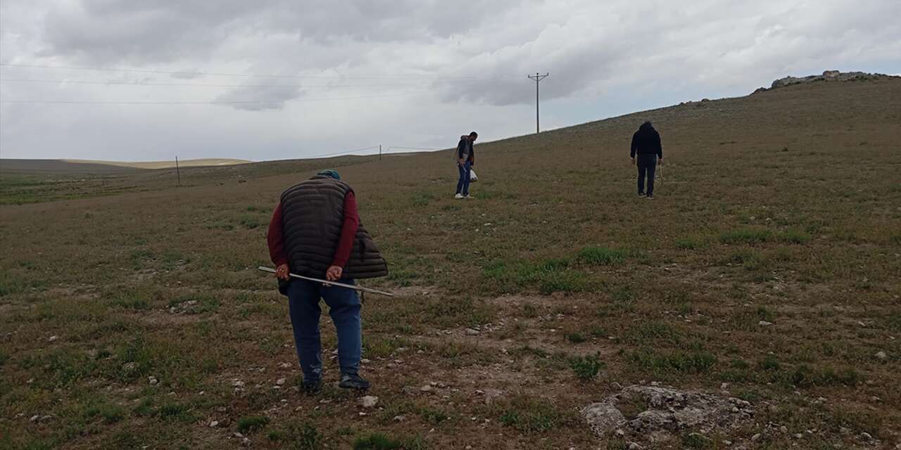 Kilosu 1700 liraya dayandı! Konya’da eline sopayı alan dağ taş geziyor