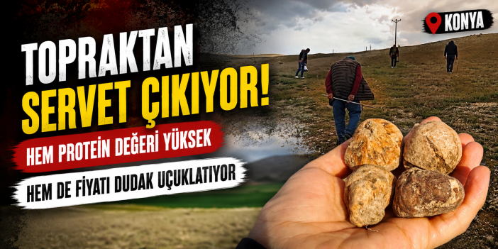 Kilosu 1700 liraya dayandı! Konya’da eline sopayı alan dağ taş geziyor