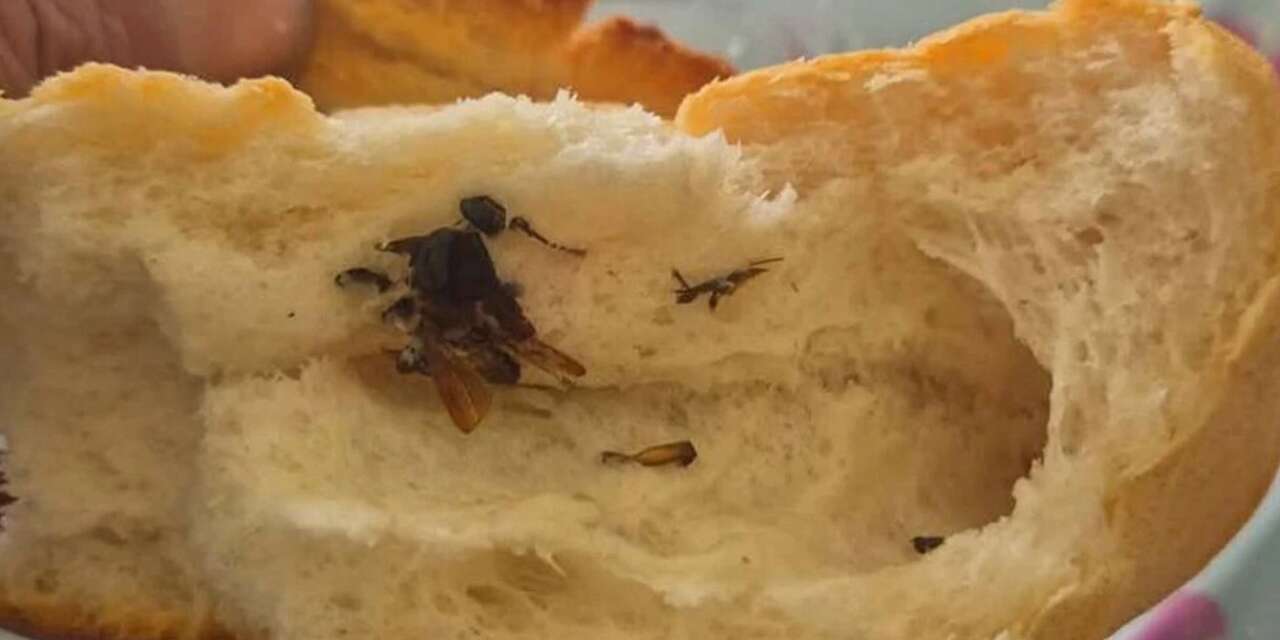 Konya’da hijyen skandalı! Ekmeğin içinden hamam böceği çıktı