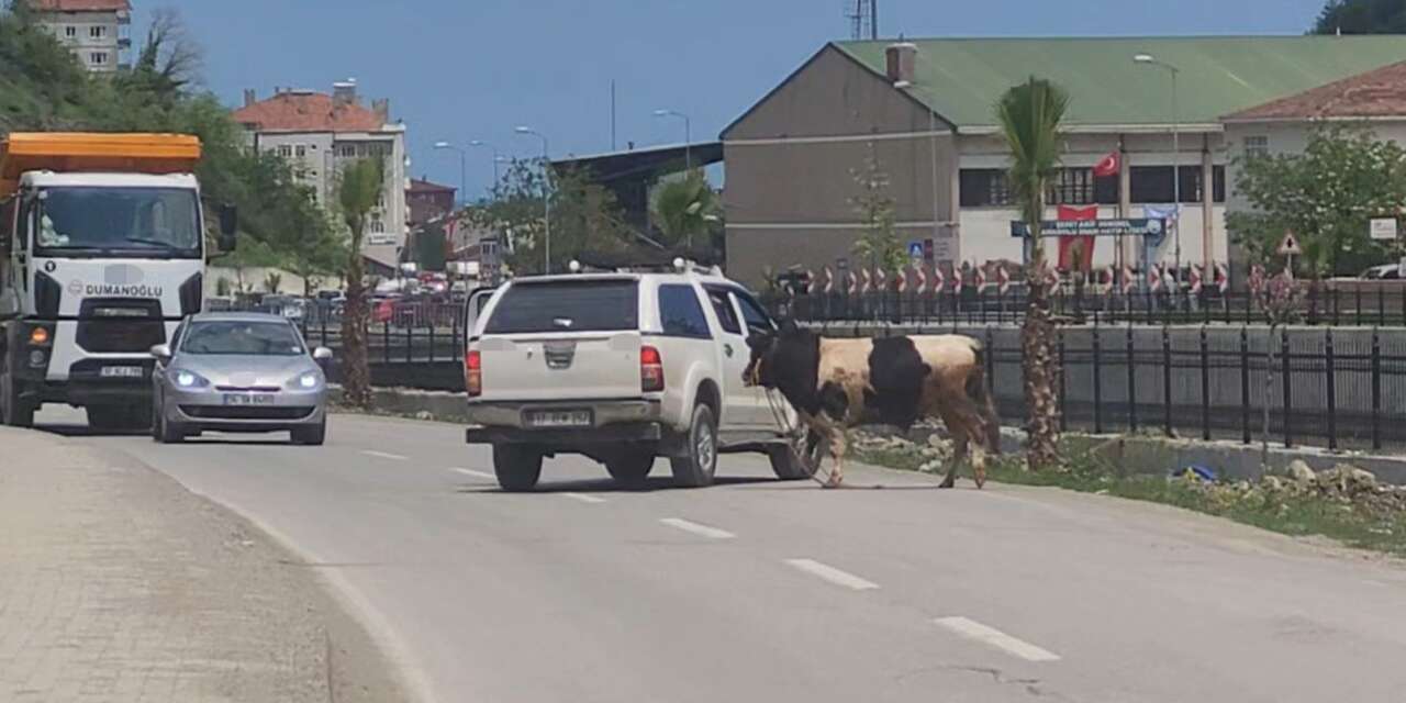 Bayram gelmeden kurbanlıklar firar etmeye başladı