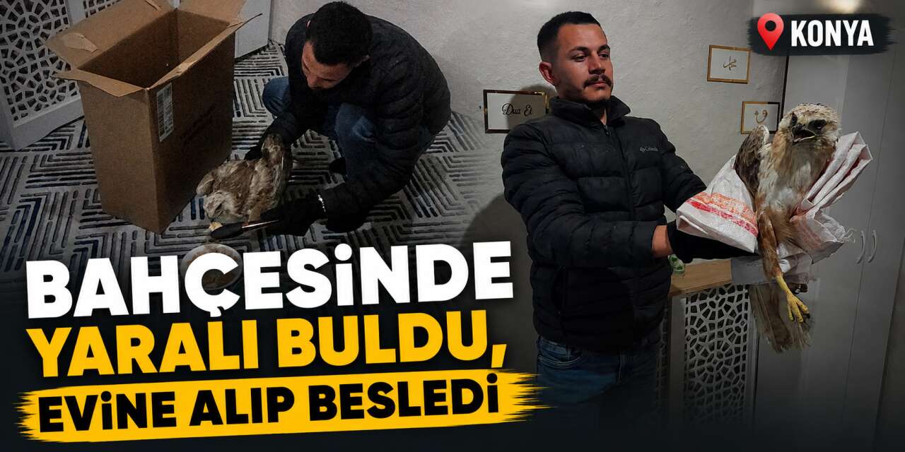 Konya’da bahçesine çıkan vatandaş yaralı kızıl şahin buldu
