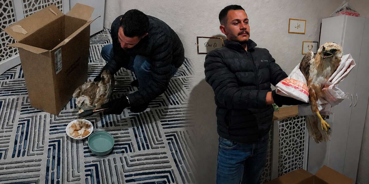 Konya’da bahçesine çıkan vatandaş yaralı kızıl şahin buldu
