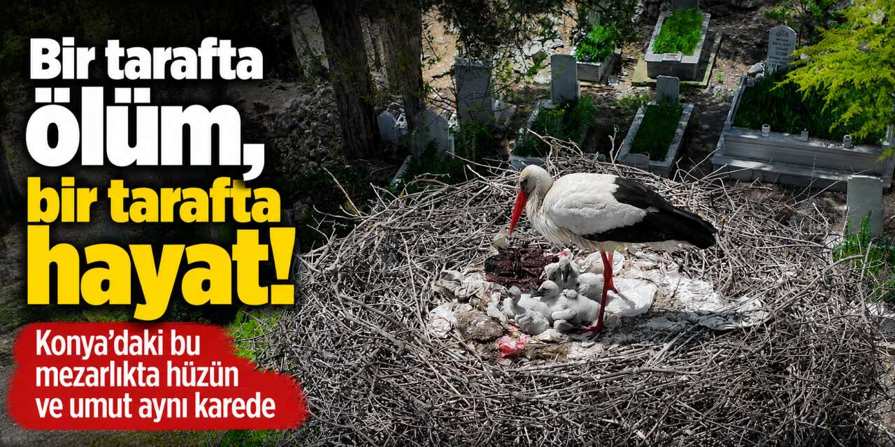 Yer Konya! Ölümün yanı başında yeni hayatlar göğe kanat açıyor